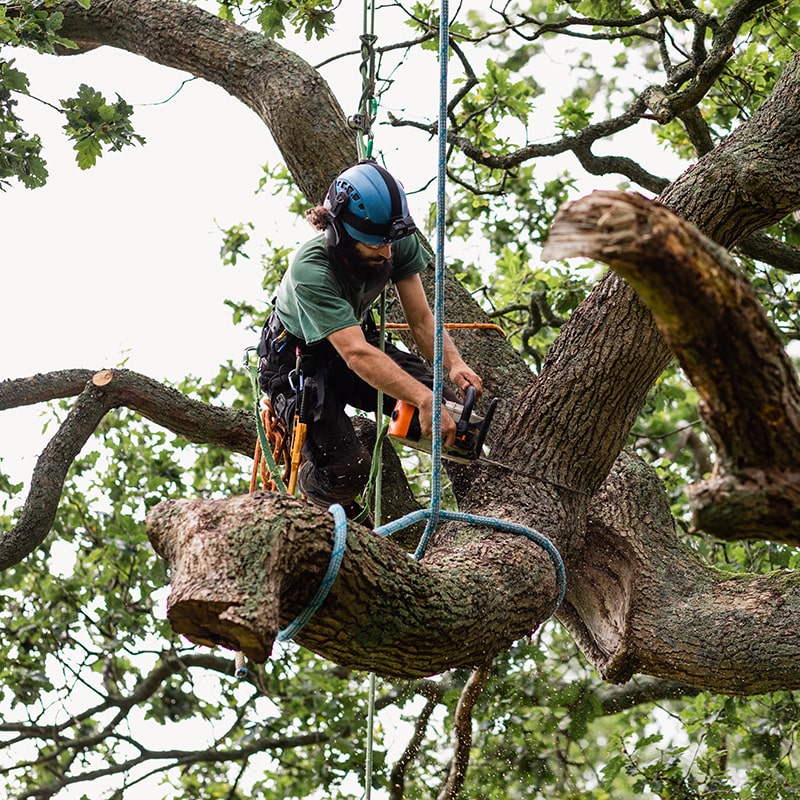 Safe Tree Removal and Cleanup in GTA